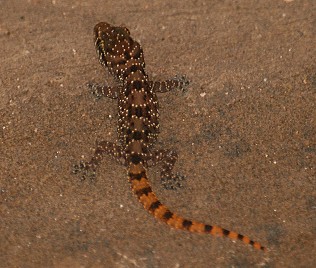 Hemidactylus cf. angulatus, African House Gecko